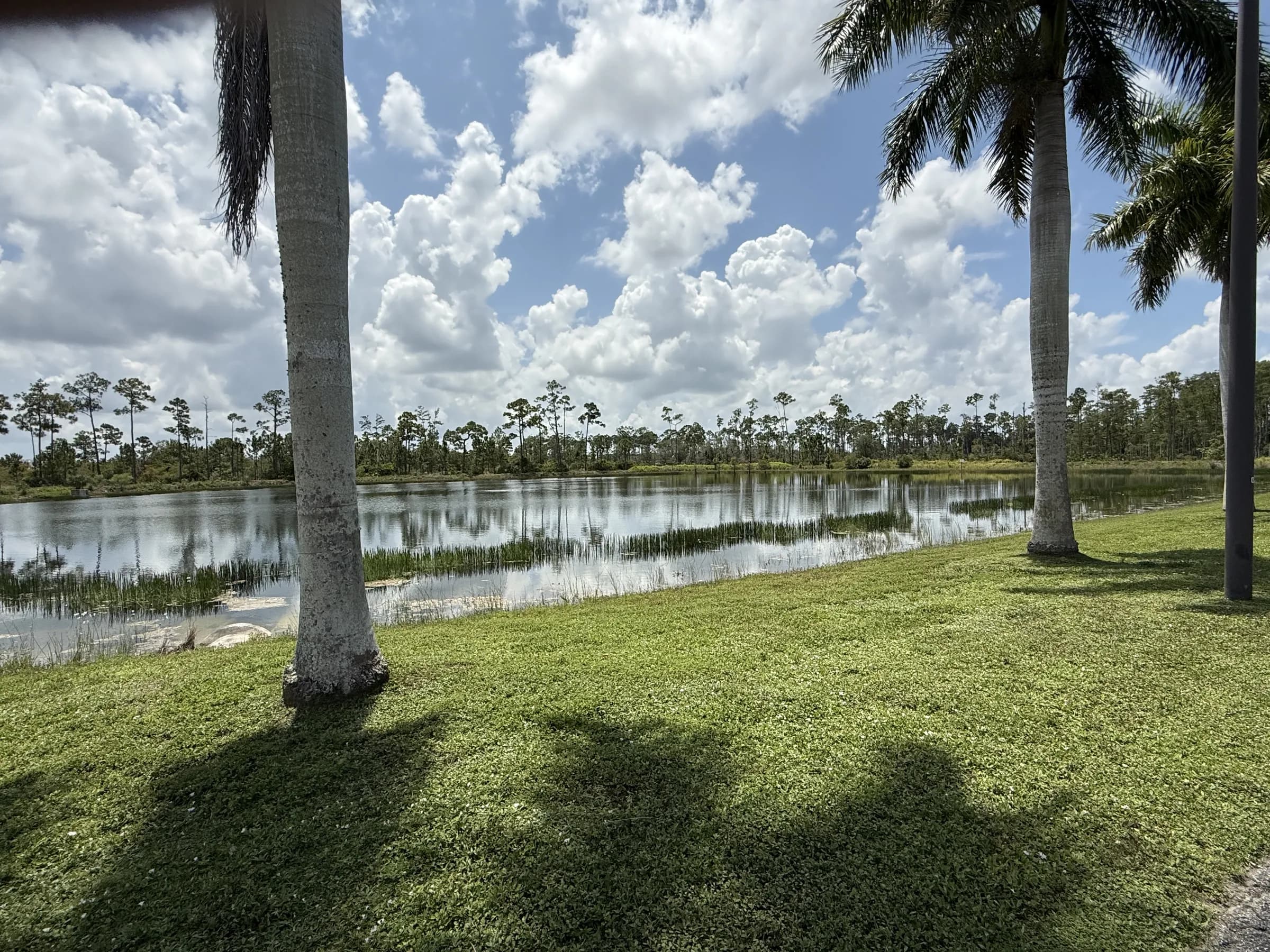 Lake view from a manicured lawn framed by royal palm trunks, still water reflecting a pine treeline and towering cumulus clouds.