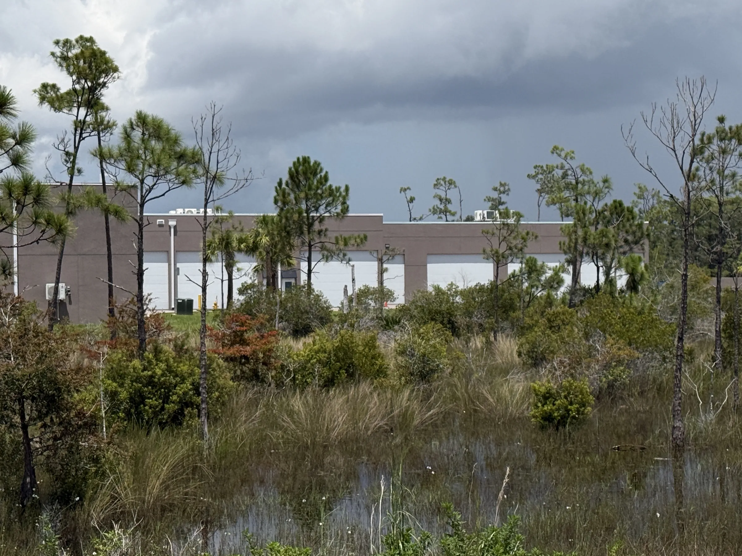 The adjacent pine-and-grass preserve with standing water in the foreground and campus buildings behind the treeline under a dark storm sky.
